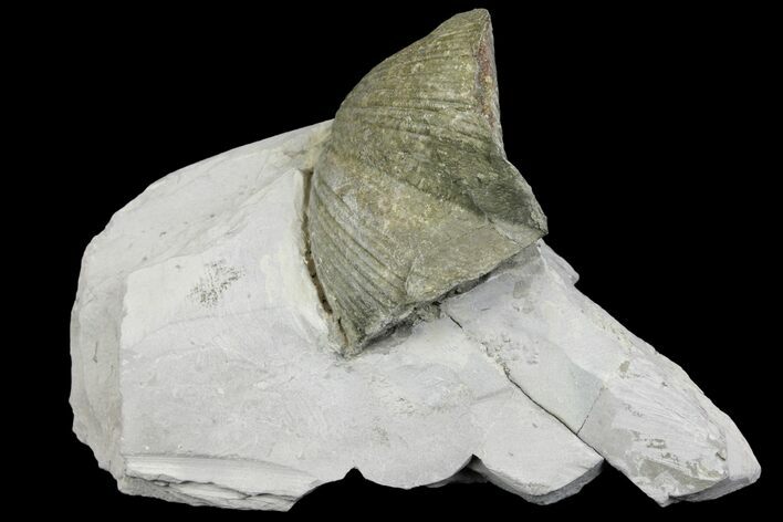 Pyrite Replaced Brachiopod (Paraspirifer) Fossil on Shale - Ohio #136657